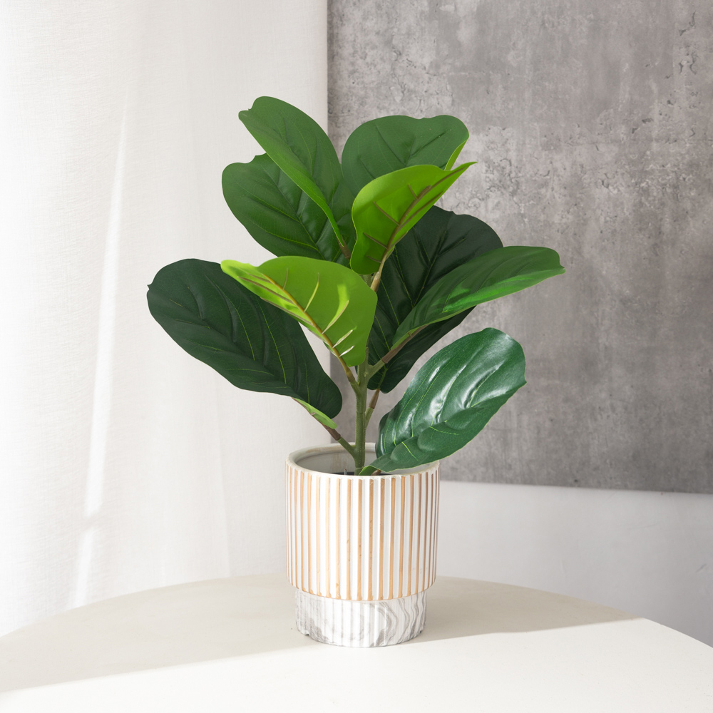 Rubber Plant Ficus - 38 centimetri 9 Forchette Piante Ficus