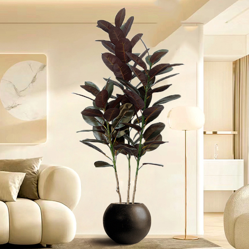 Rubber Plant Ficus - 13-70in Grande Ficus Albero di Gomma