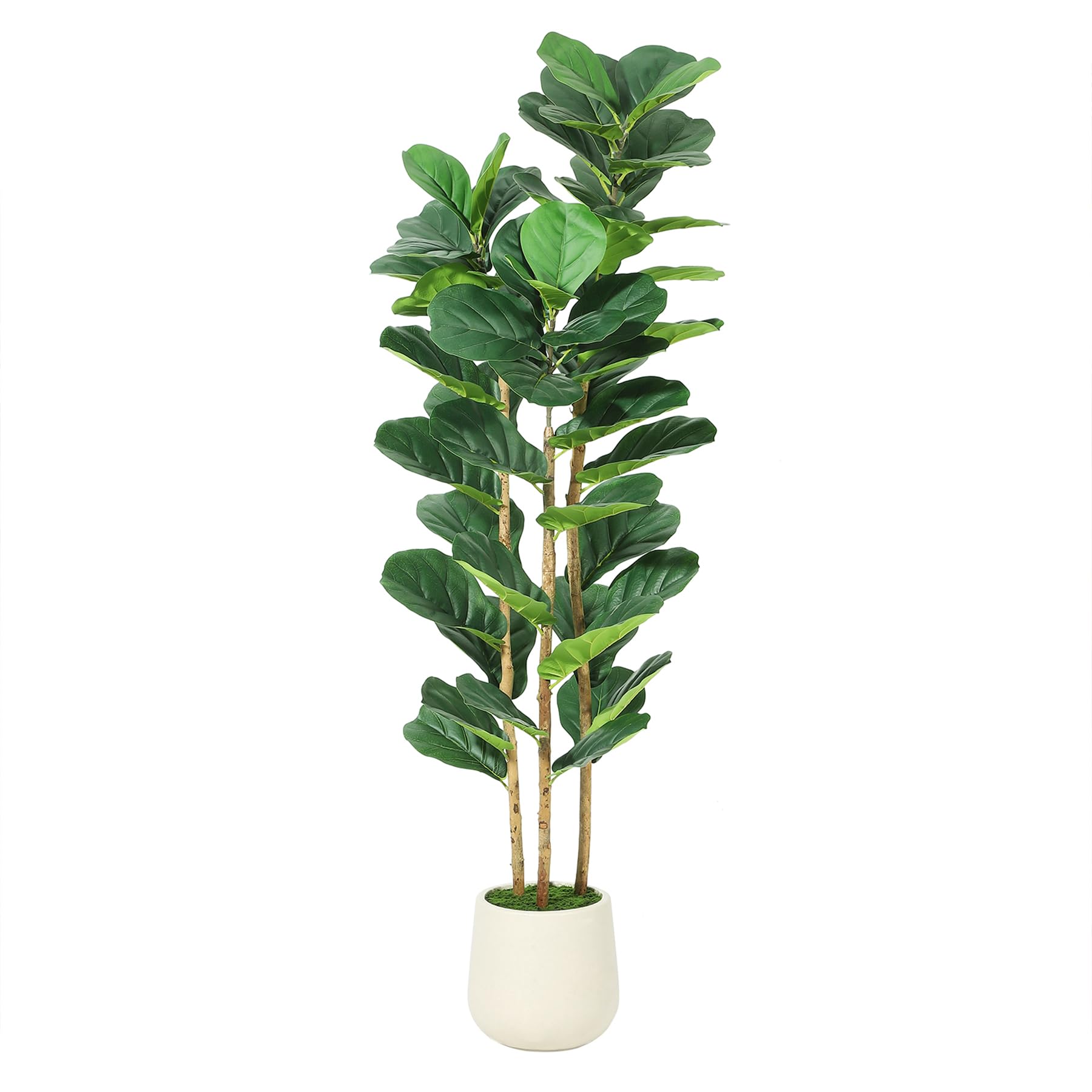 Ficus Lyrata Artificiale con V - Rubber Plant Ficus recensione e prezzo