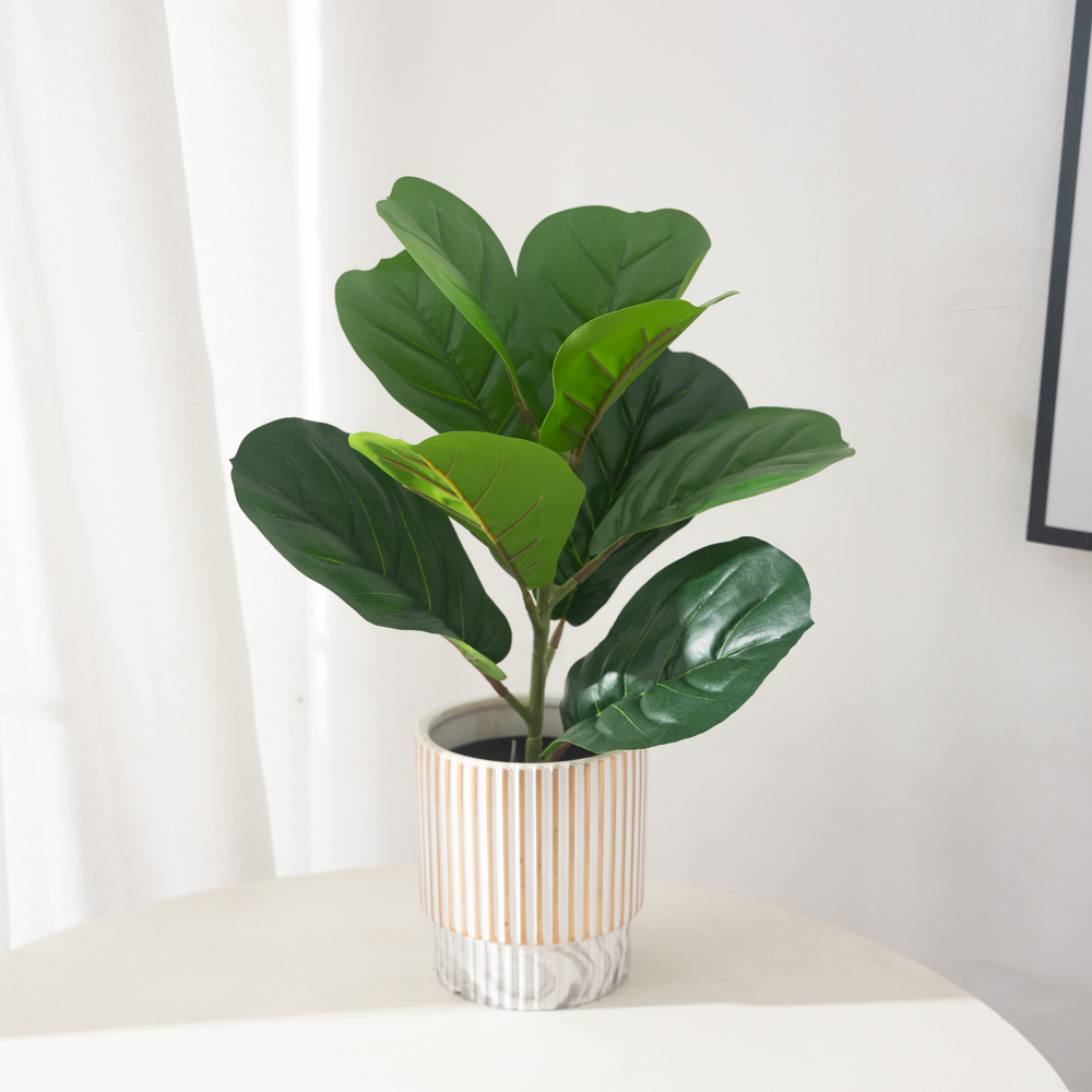 38 centimetri 9 Forchette Pian - Rubber Plant Ficus recensione e prezzo