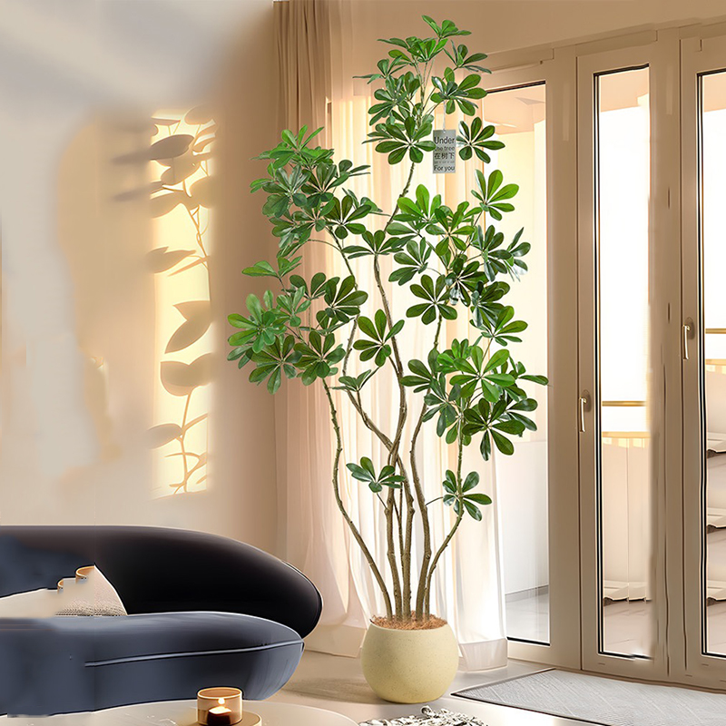 31-74in grande albero di Ficus - Rubber Plant Ficus recensione e prezzo