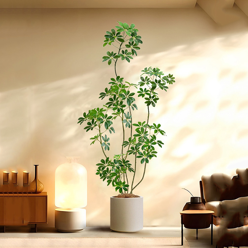 31-74in grande albero di Ficus - Rubber Plant Ficus recensione e prezzo