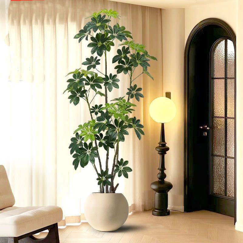31-74in grande albero di Ficus - Rubber Plant Ficus recensione e prezzo