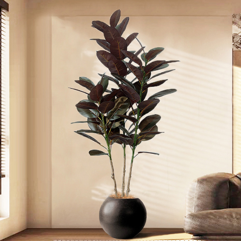 13-70in Grande Ficus Albero di - Rubber Plant Ficus recensione e prezzo
