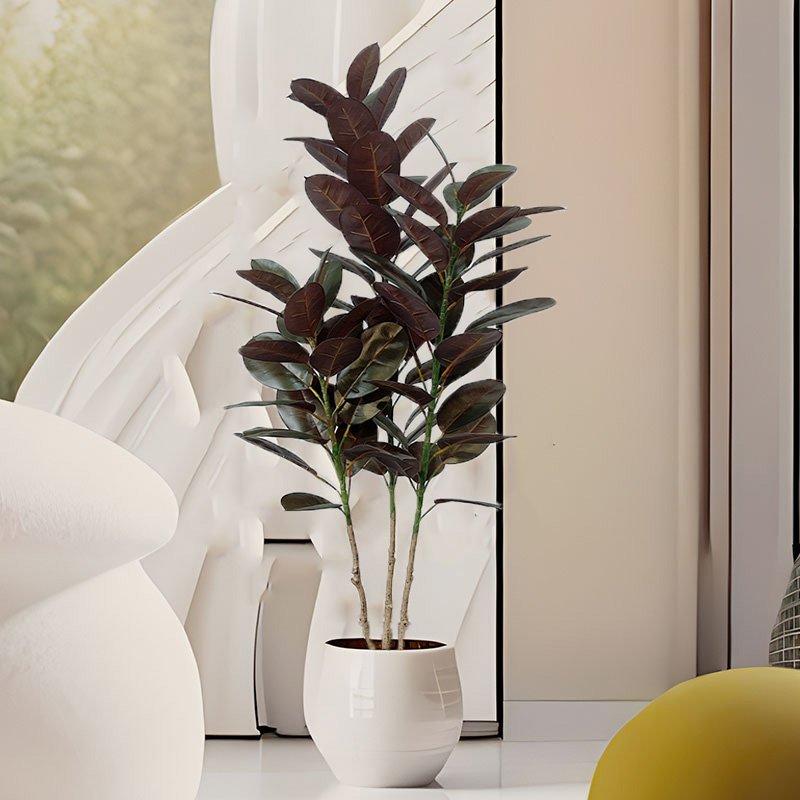 13-70in Grande Ficus Albero di - Rubber Plant Ficus recensione e prezzo