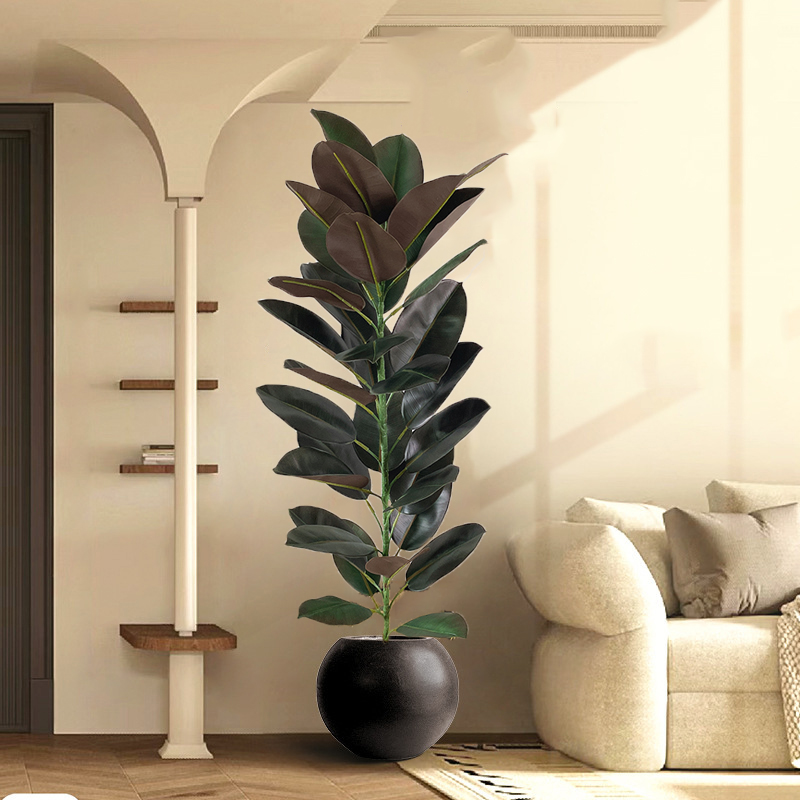 13-70in Grande Ficus Albero di - Rubber Plant Ficus recensione e prezzo